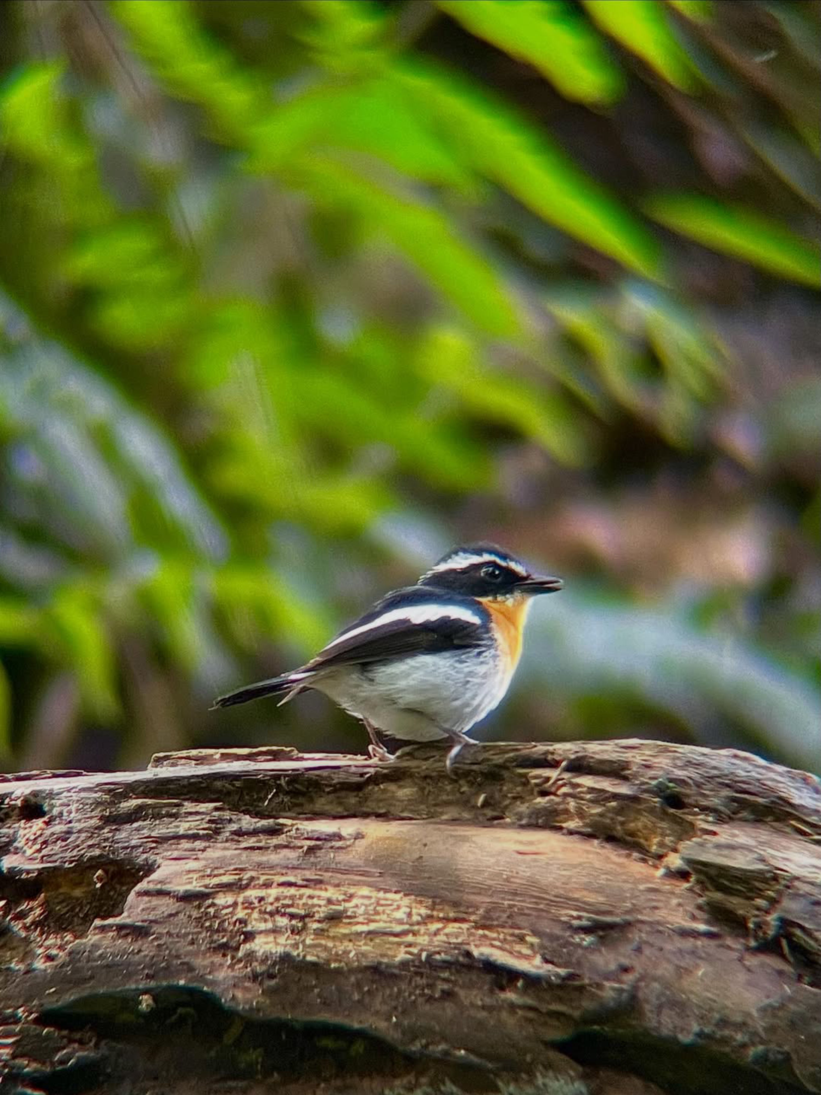 Catcher Bird (Female)